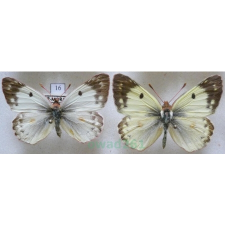 Colias hyale (Linnaeus, 1758) pair Szlaczkoń siarecznik Czech16